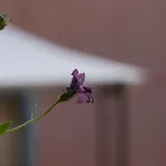 Podere Casalpiano Venturina Baratti Populonia Toscana *