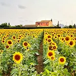 Podere Casalpiano Venturina Baratti Populonia Toscana Casa Banditelle