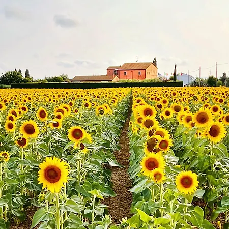 Podere Casalpiano Venturina Baratti Populonia Toscana Casa Banditelle